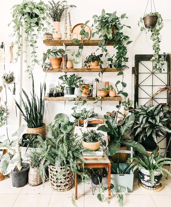 House Plants for Productivity and Peace