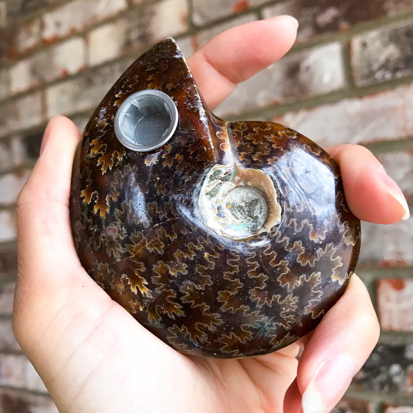 Ammonite Fossil Pipe - Ethereal Haze